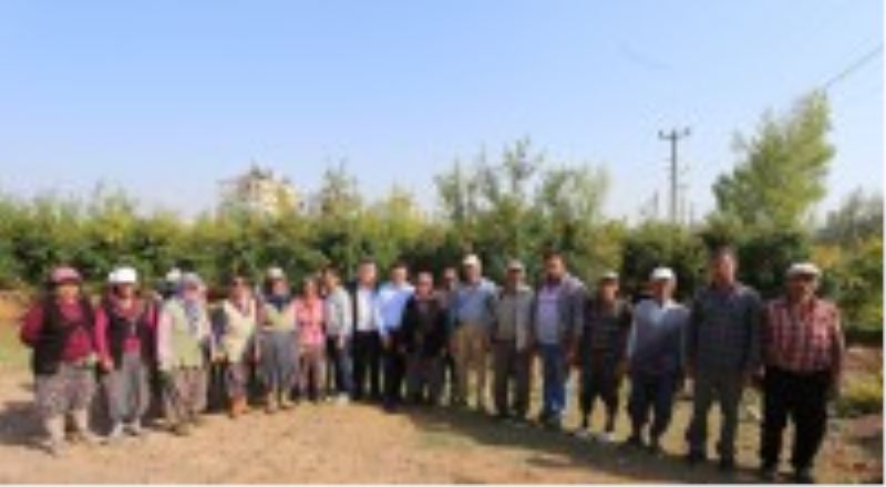 Başkan Tütüncü, nar hasadında