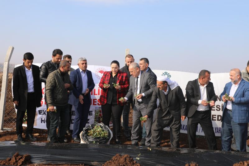 İlçemiz Kaymakamı/Belediye Başkan V. Nazlı Demir, Çilek Yetiştiriciliğini Geliştirme Projesi kapsamında “Çilek Fidesi Dikim” programına katıldı.