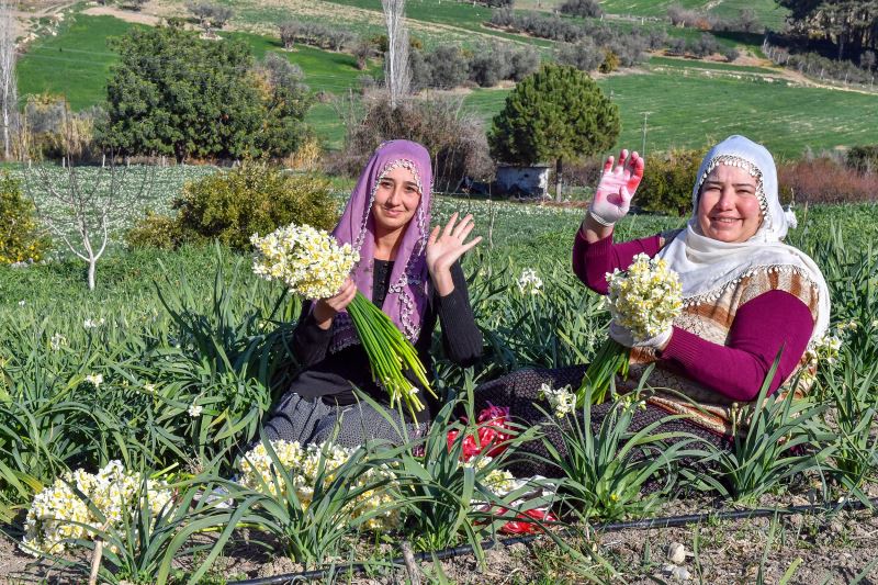 Büyükşehir’den Nergis Festivali