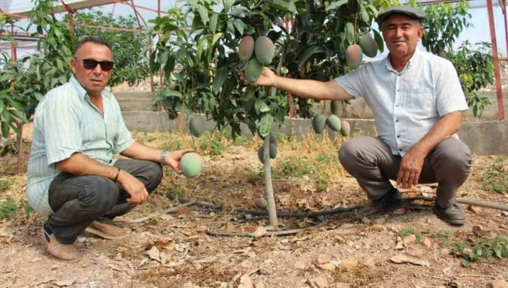 300 YILLIK YATIRIM.. DOMATESLERİ SÖKTÜ SERASINI MANGO BAHÇESİ YAPTI