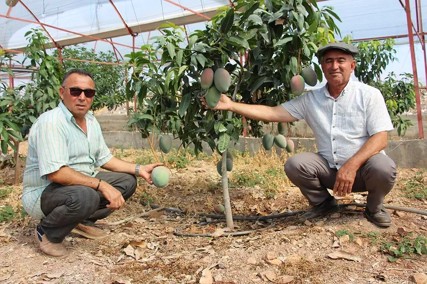 DOMATESLERİ SÖKÜP MANGO DİKTİ.. KİLOSUNU 150 TL