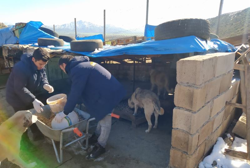 GAZİANTEP BÜYÜKŞEHİR, DEPREMDE ZARAR GÖREN SAHİPSİZ SOKAK HAYVANLARININ TEDAVİ VE BESLENME İHTİYACINI KARŞILIYOR