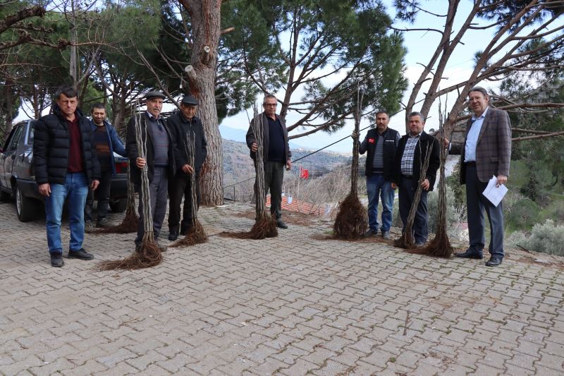 BAŞKAN ÖZCAN’IN ÜRETİCİLERE DESTEĞİ SÜRÜYOR    Nazilli’de 30 bin incir fidanı toprakla buluşuyor