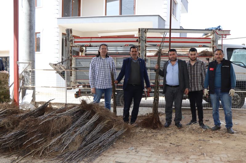 NAZİLLİ BELEDİYESİ 3. ETAP FİDAN DAĞITIM ÇALIŞMASI TAMAMLANDI