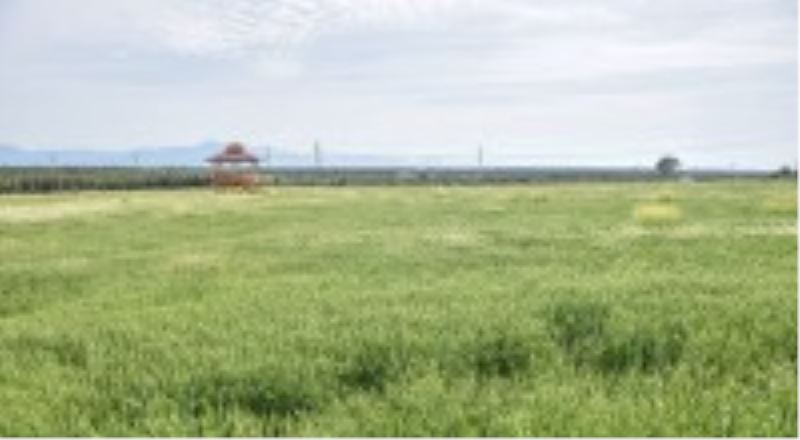 Kepez’de bereket var