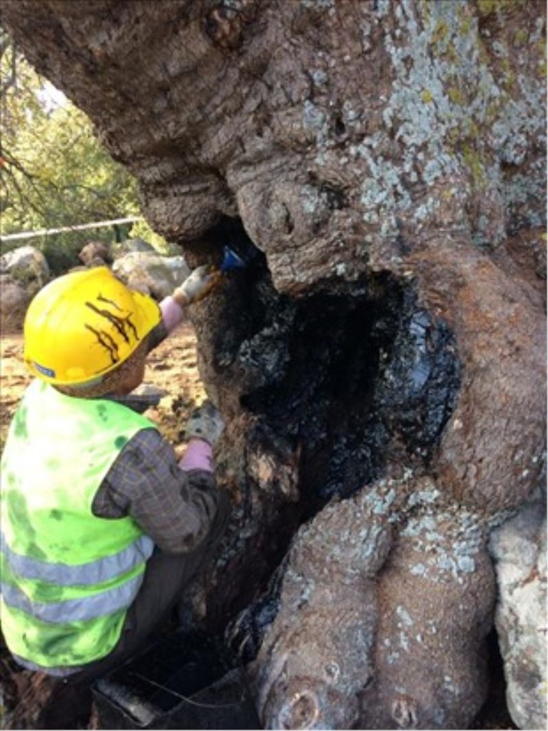 Anıt ağaçlar emin ellerde