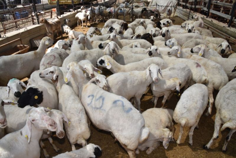 SELÇUKLU’DA KURBAN SATIŞ VE KESİM YERLERİ HAZIR