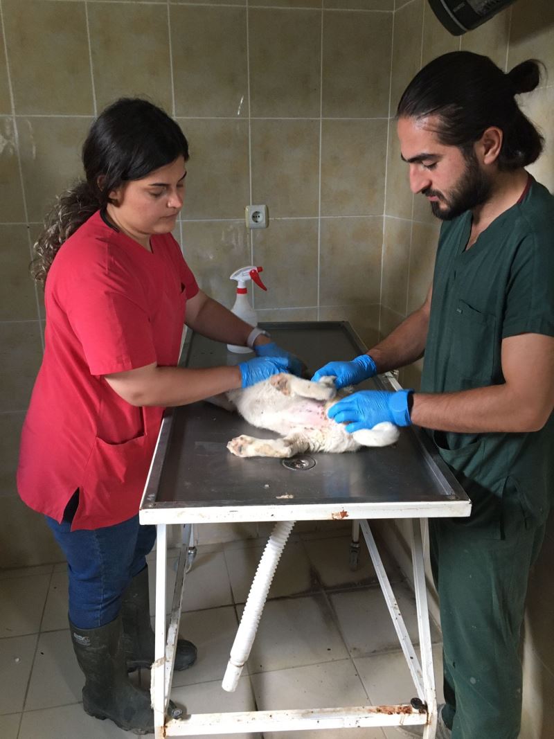 Sokak Hayvanlarının Bakımı Yapıldı
