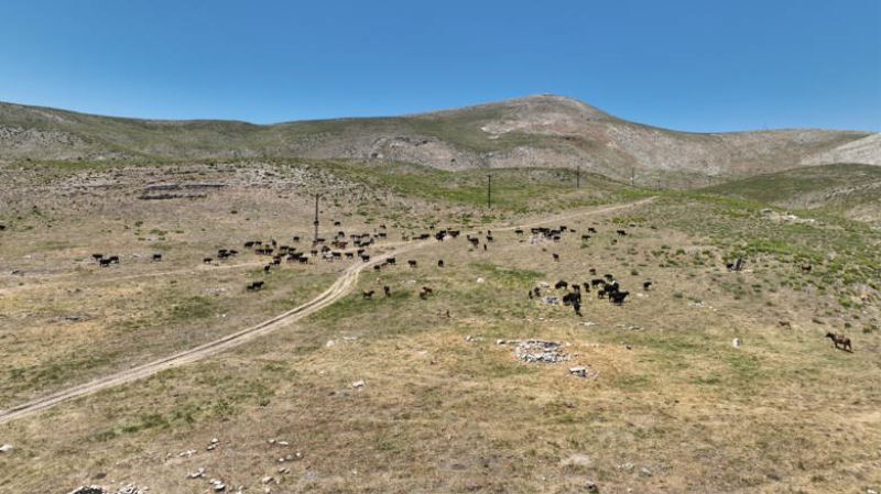 Büyükşehir’den Hayvancılık İçin Yeni Proje