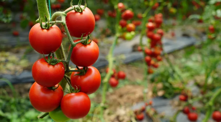 ANTALYA’DA 2019’DAN SONRA DOMATES ÜRETİMİNDE REKOR DÜŞÜŞ