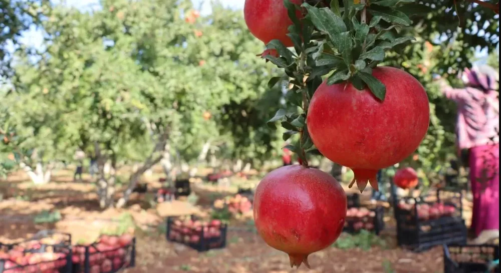 GAZİPAŞA’DA ‘ÇEKİRDEKSİZ NAR’ HASADI BAŞLADI.. GÖZLER FESTİVALDE