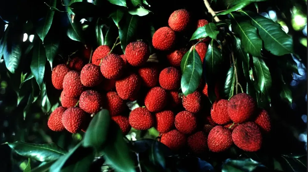 ‘LİÇİ’Yİ BAHÇEYE EKEN SERVET KAZANIYOR..  ANTALYA VE MERSİN’DE YETİŞİYOR