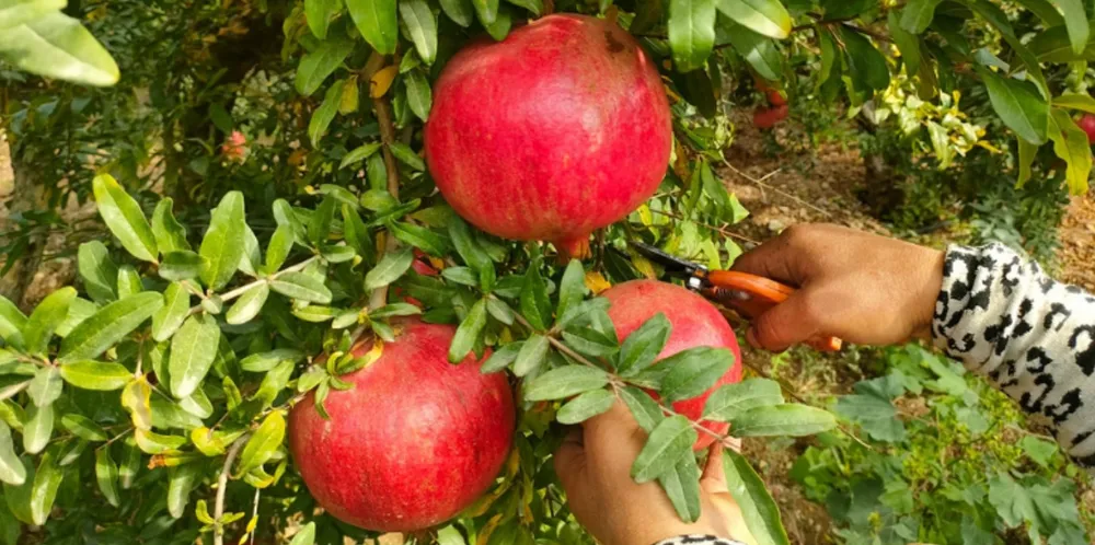 İHRACATIN YILDIZI.. DÖŞEMEALTI’NIN ‘HİCAZ NAR’I ANTALYA’DA YÜZLERİ GÜLDÜRDÜ