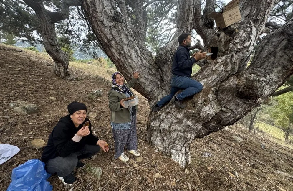 AKSEKİ’DE FİRARİ ARILARIN İZİNİ SÜRÜP TOROSLARDAKİ DOĞAL KOVANLARI BULUYORLAR