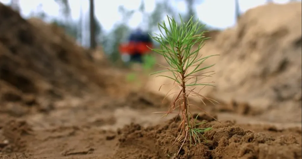 KÜLLERİNDEN DOĞAN ORMANLAR.. YANGIN ALANLARI YENİDEN YEŞERİYOR