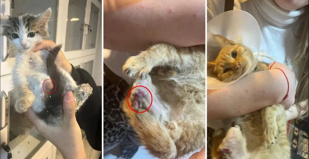 VAHŞETE BAK.. ISPARTA’DA BÜYÜ İÇİN SOKAK HAYVANLARININ UZUVLARINI KESTİLER