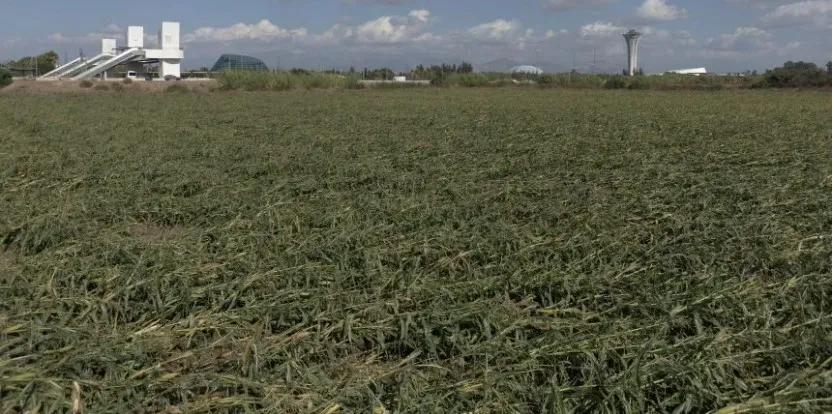 ANTALYA’DA ŞİDDETLİ YAĞMUR VE RÜZGÂR NEDENİYLE TARLADA MISIRLAR YAN YATTI
