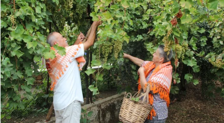 ANTALYA KAŞ’TA TESCİLLİ ‘MARGAZ ÜZÜMÜ’ HASADI