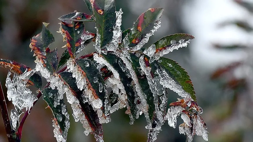 ANTALYA’DA ÇİFTÇİLERE 113.5 MİLYON TL ZİRAİ DON DESTEĞİ ÖDEMESİ YAPILDI