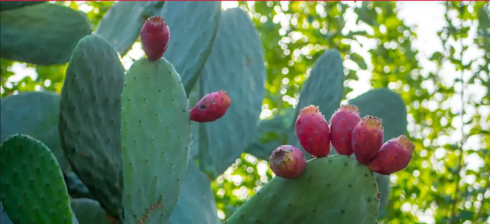 ANTALYA’DA 2 YIL ÖNCE ONAYLANAN YOL PROJESİNDE HALA BİR ÇALIŞMA YOK
