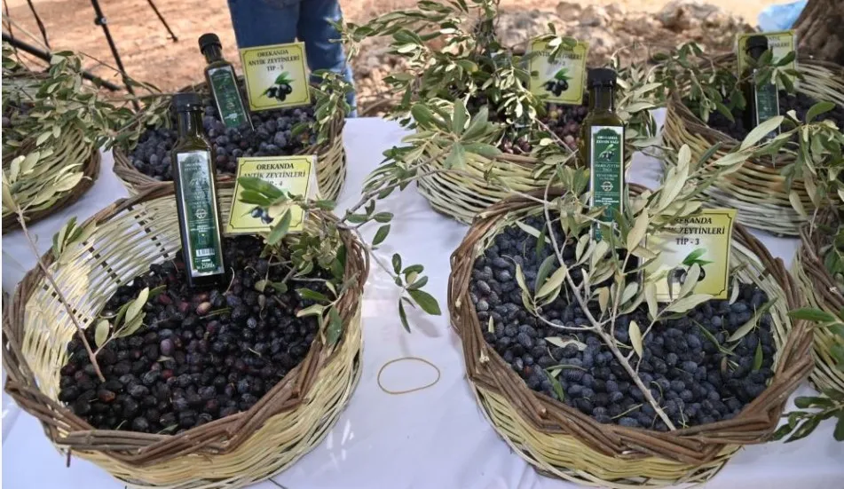 MANAVGAT ZEYTİN VE ZEYTİNYAĞI FESTİVALİ