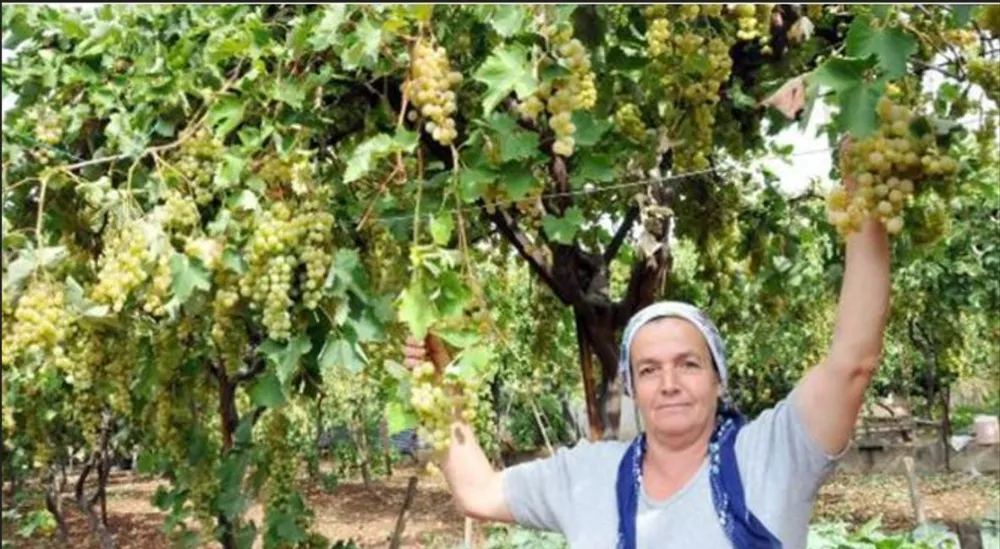 YÖRESEL LEZZETLER.. KAŞ MARGAZ ÜZÜMÜ ARTIK COĞRAFİ İŞARETLİ
