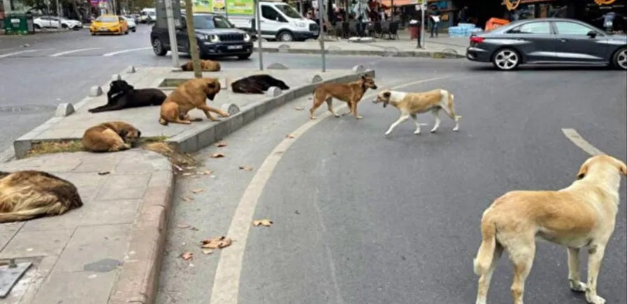 BELEDİYELER ŞENLİK YAPSIN.. ‘4 MİLYON SAHİPSİZ KÖPEK VAR ALACAK BARINAK YOK’