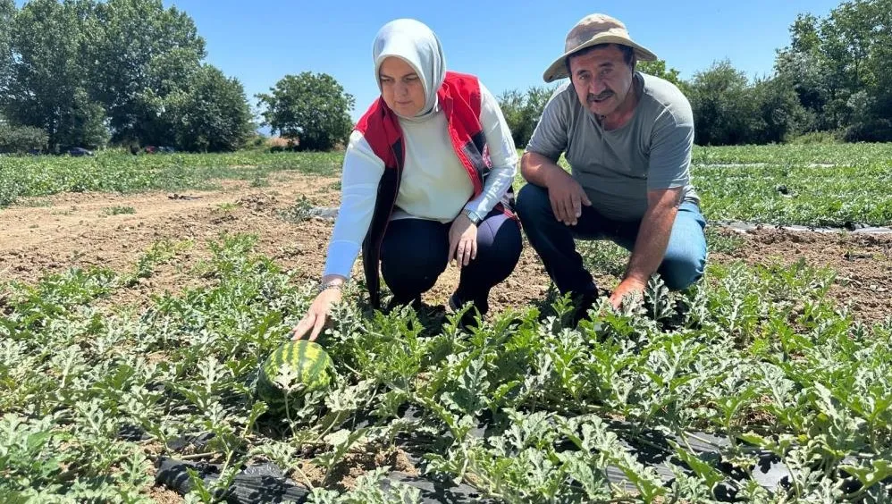 DÜZCE’DE ÜRETİLEN DONDURMA KAVUNLARI ANTALYA PAZARLARINDA